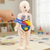 human body toy, anatomy toy